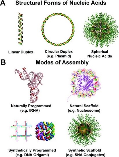 nucleic acid hybridization animation